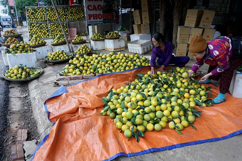 cảnh bán cam Cao Phong